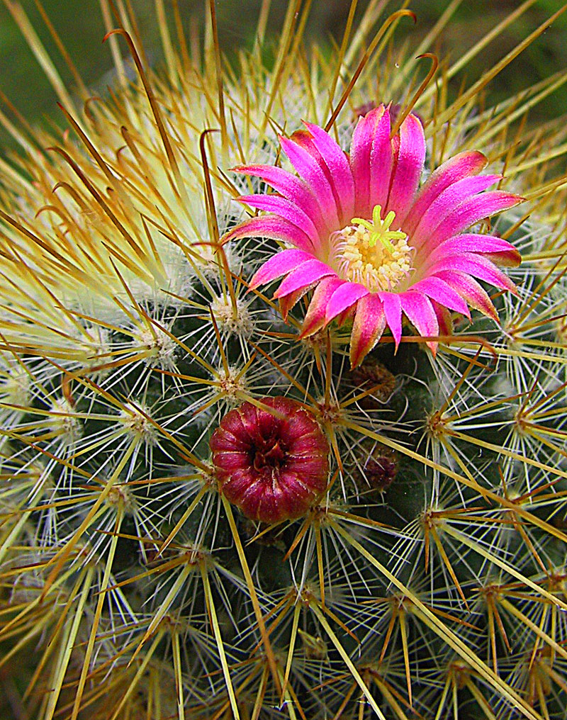 Mammillaria magnifica